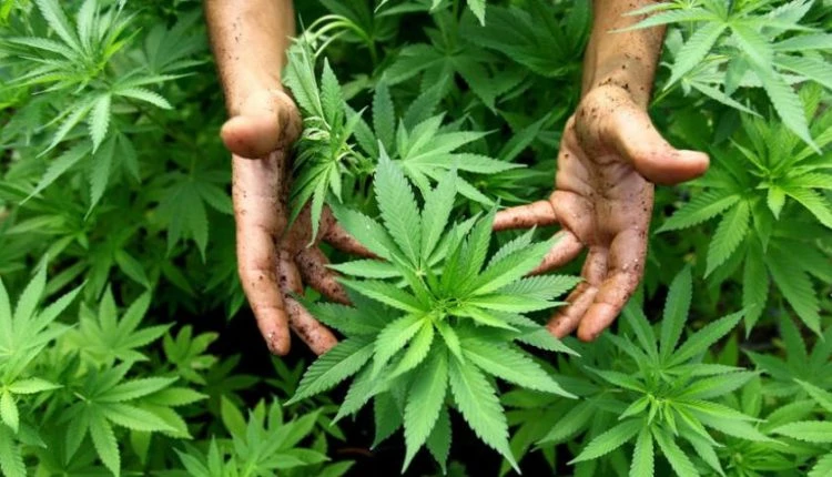 Στο «ψιλό» μας πήραν οι Γερμανοί! Deutsche Welle: Ανάπτυξη στην Ελλάδα με… κάνναβη;